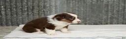 Miniature Australian Shepherd dogs for sale: Lava Miniature Australian Shepherd Puppy  - Ad 4