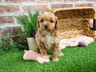 Mini Goldendoodle dogs Fettuccine - Ad 24