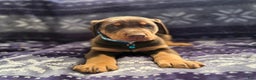 Doberman Pinscher dogs for sale: Rudolph  - Ad 5