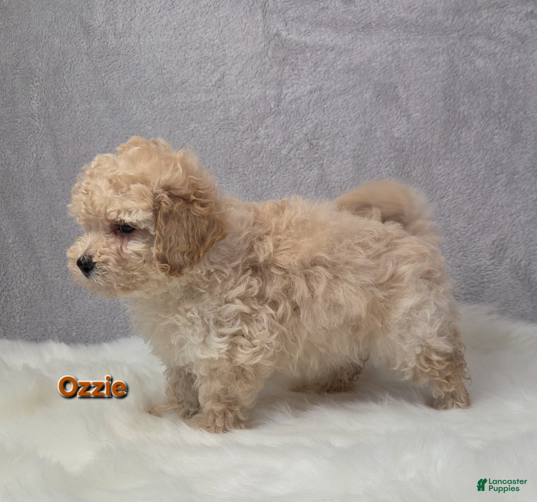 Maltipoo dogs for sale: Ozzie - Ad 6