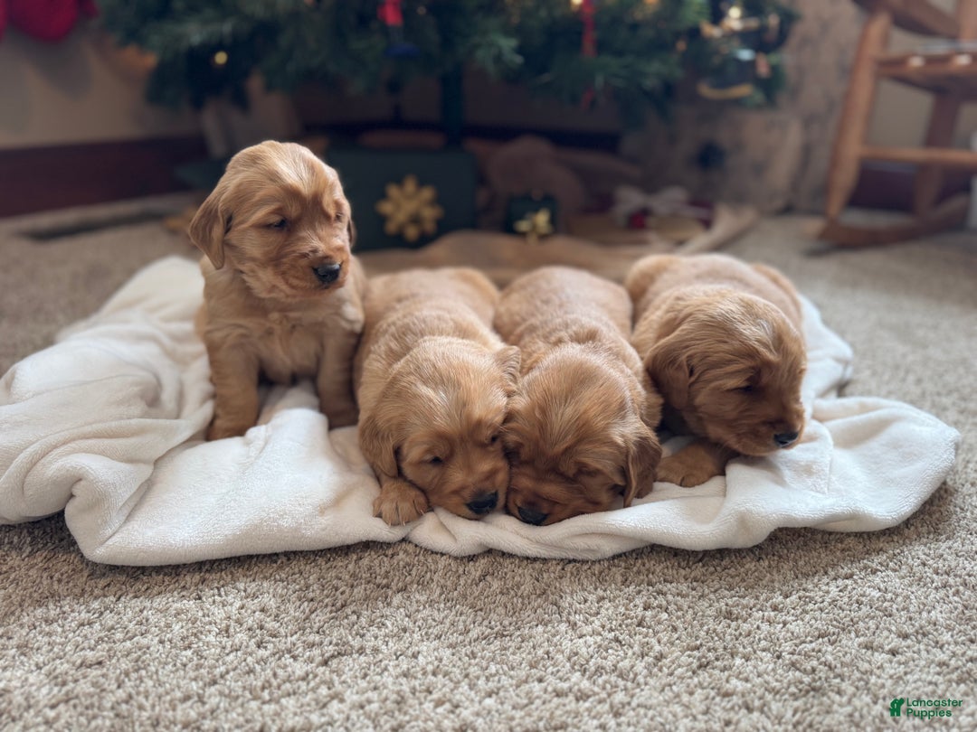 Golden Retriever dogs for sale: Belle - Ad 2
