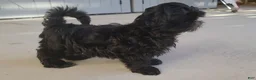 Shih Tzu dogs for sale: Sable - Ad 10