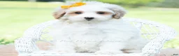 Maltipoo dogs for sale: Jazz - Ad 5
