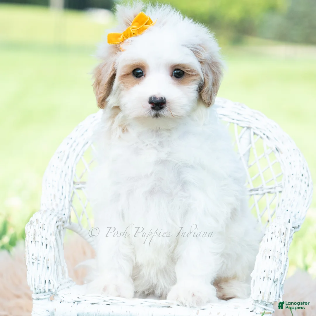 Maltipoo dogs for sale: Jazz - Ad 5
