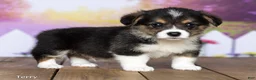 Welsh Corgi Pembroke dogs for sale: Terry - Ad 3
