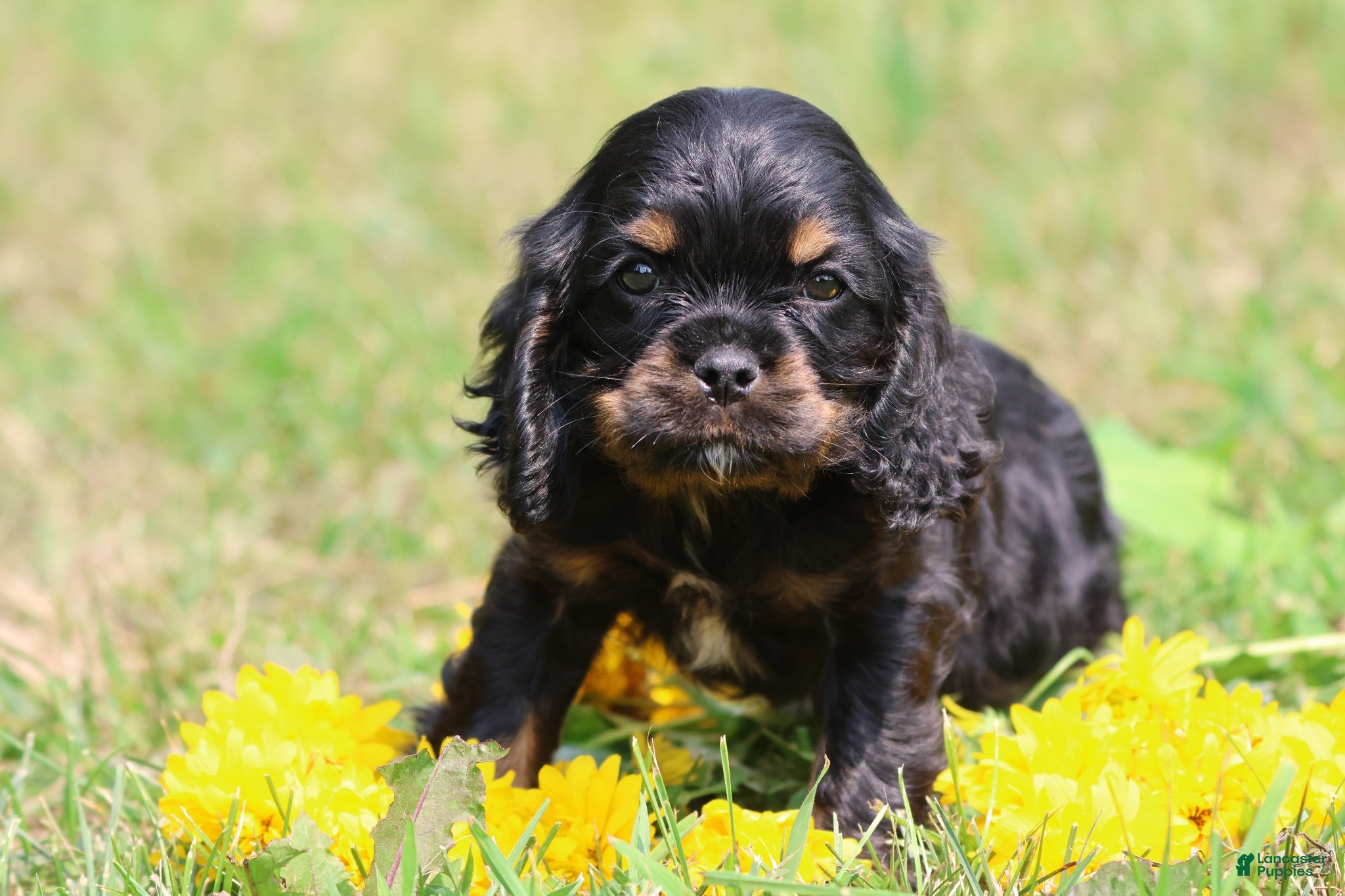 Mixed Breed dogs Sally - Ad 1
