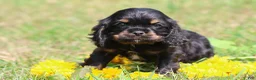 Mixed Breed dogs for sale: Sally - Ad 1