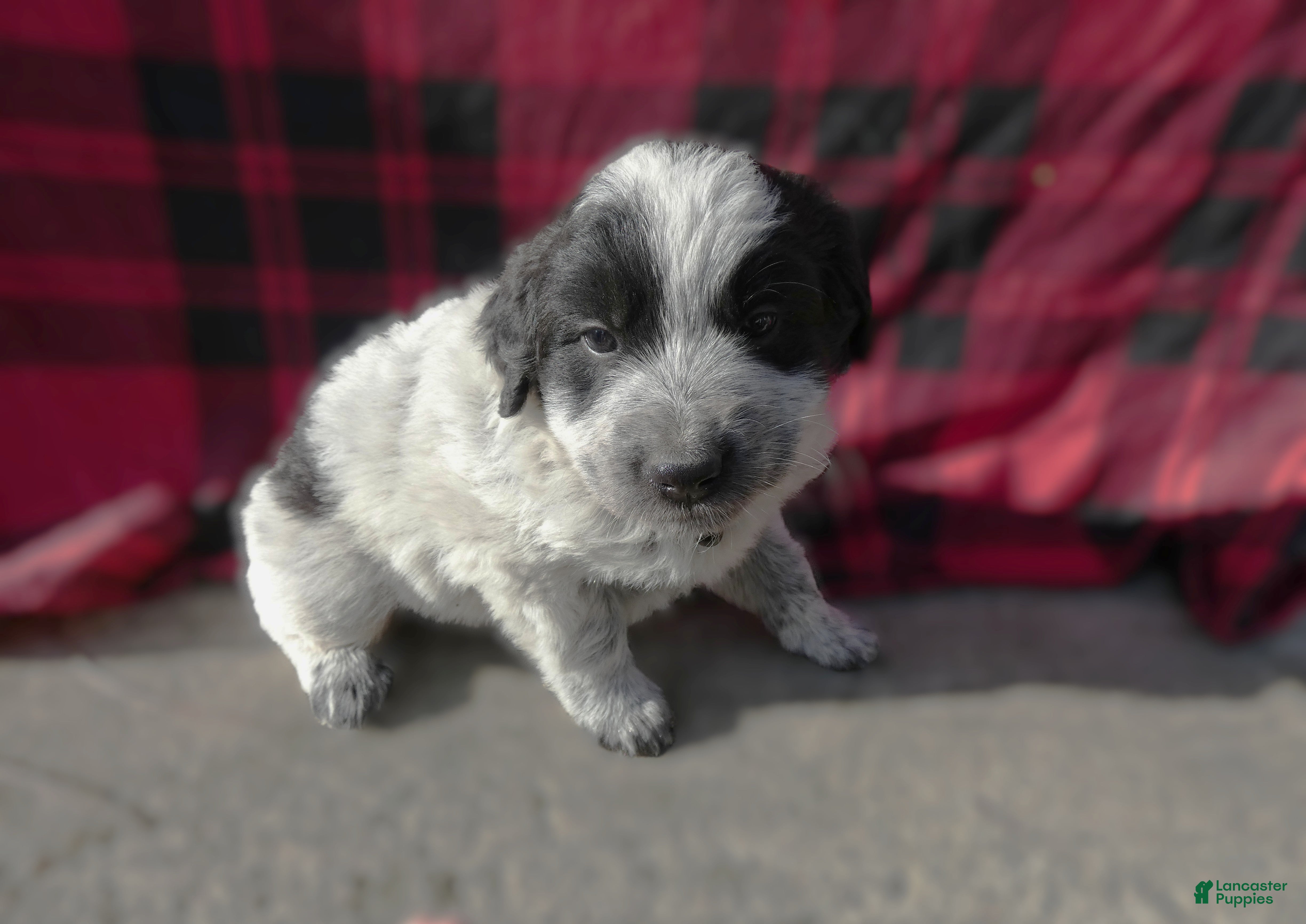 Great Pyrenees dogs Great Pyrenees Puppy 5 Roman - Ad 7