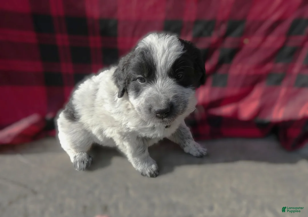 Great Pyrenees dogs for sale: Great Pyrenees Puppy 5 Roman - Ad 1