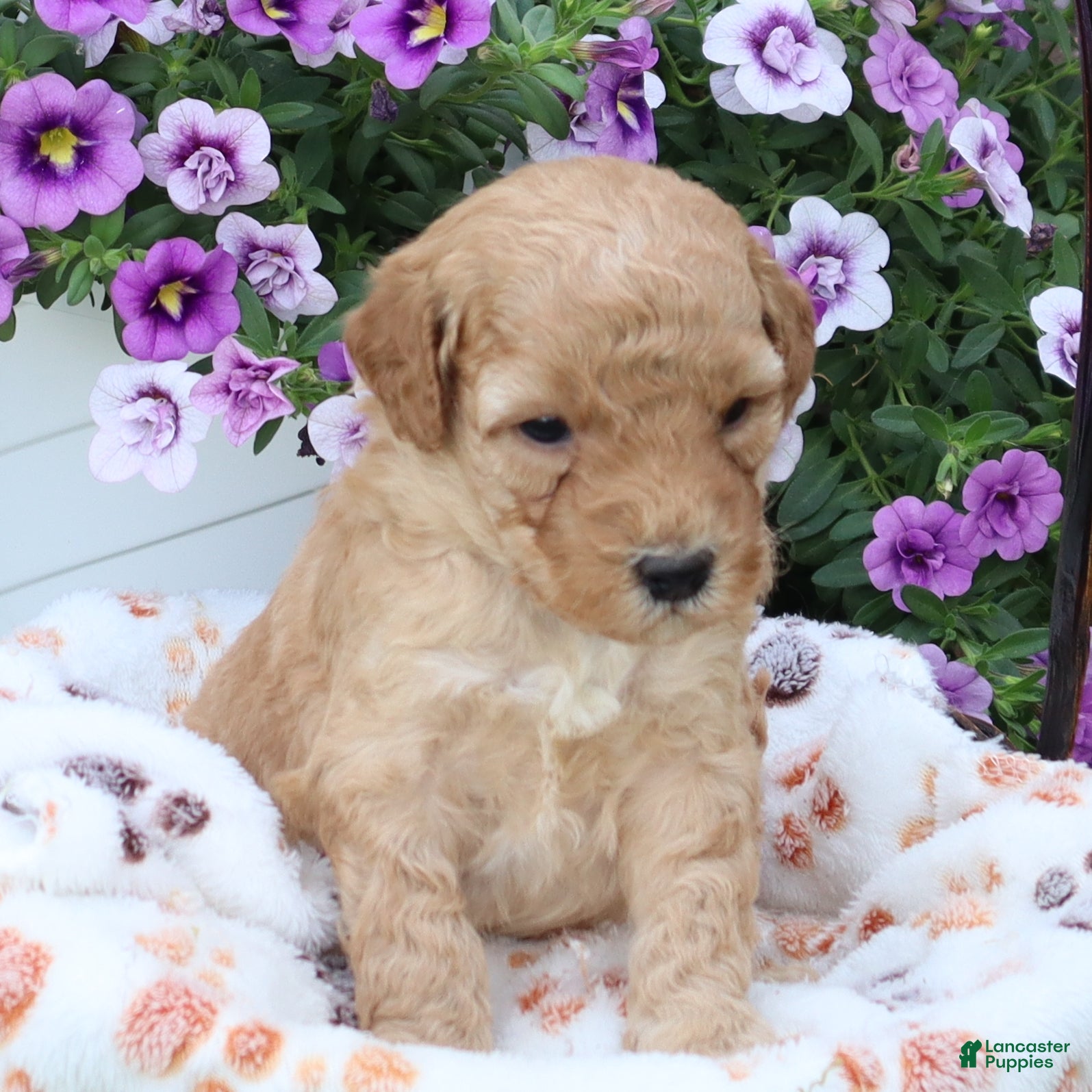 Mini Goldendoodle dogs Frankie - Ad 1