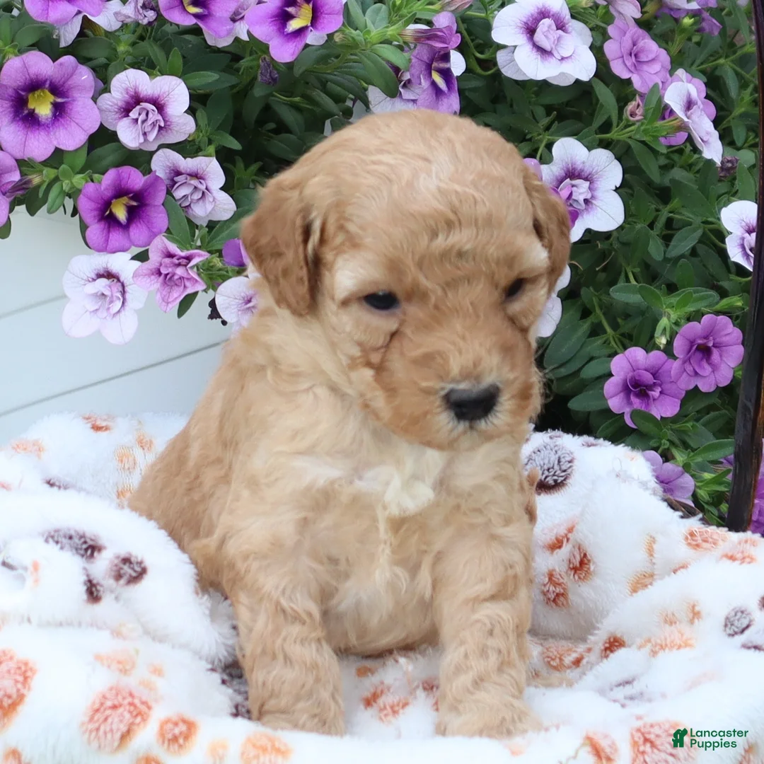 Mini Goldendoodle dogs for sale: Frankie - Ad 1