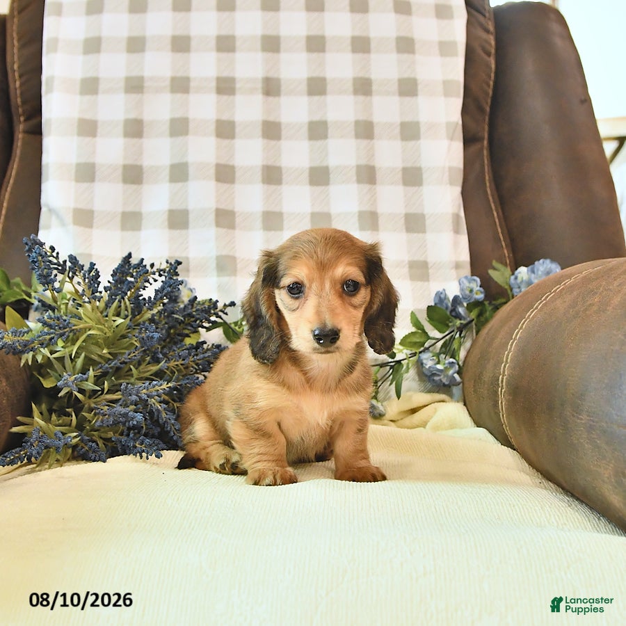 Miniature Dachshund dogs Willow - Ad 2