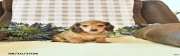 Miniature Dachshund dogs for sale: Willow - Ad 2