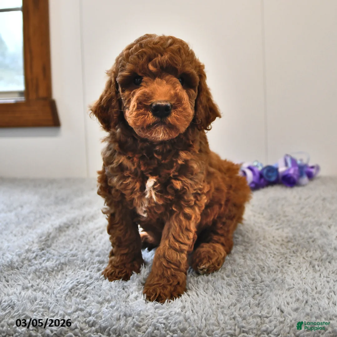 Mini Goldendoodle dogs for sale: Bagel - Ad 2