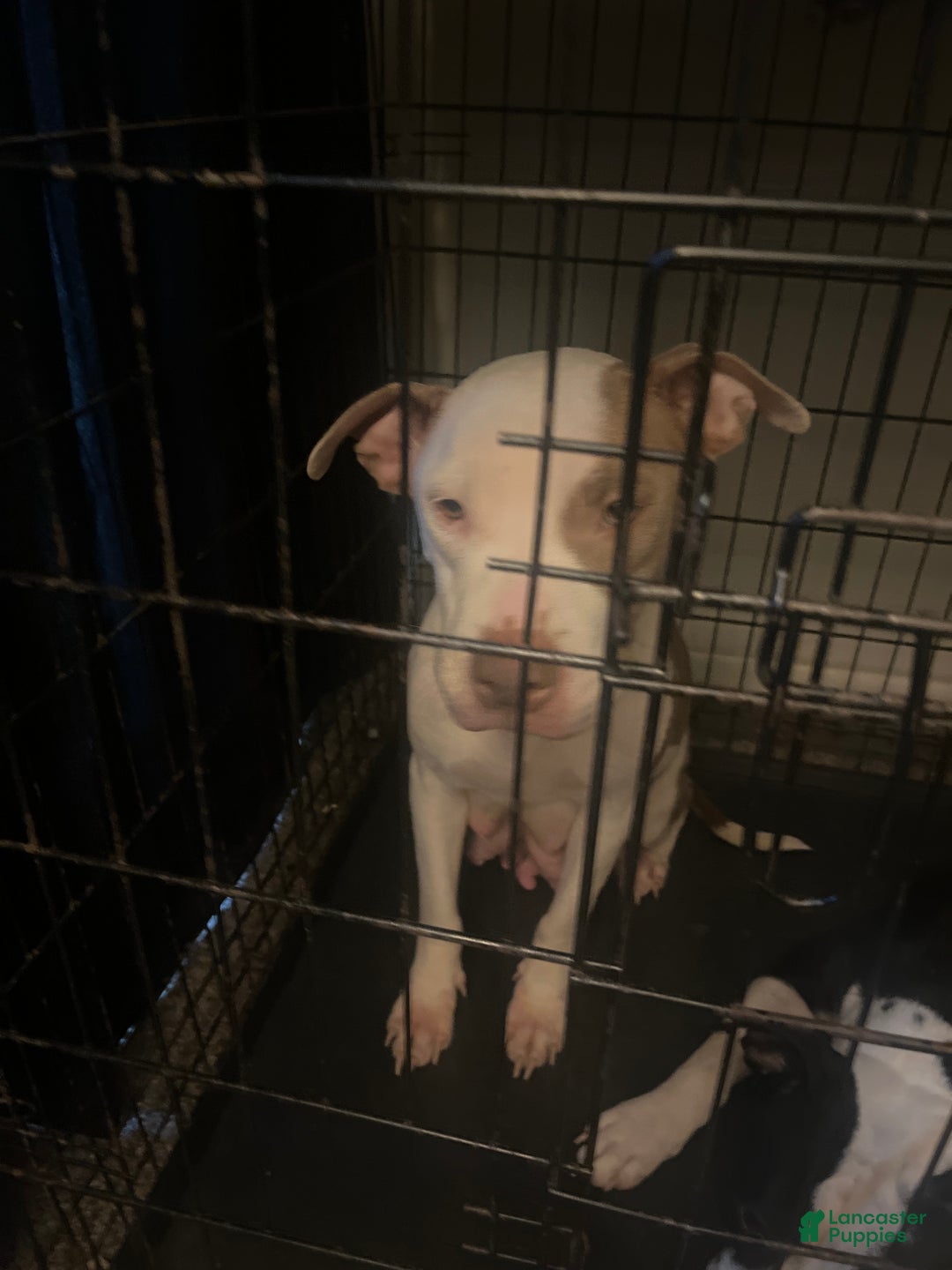 American Staffordshire Terrier dogs for sale: American Staffordshire Terrier Puppy 1 - Ad 4