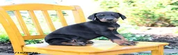 Doberman Pinscher dogs for sale: Tristan - Ad 2