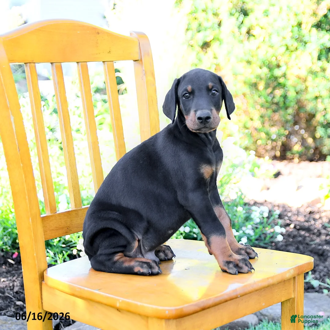 Doberman Pinscher dogs for sale: Tristan - Ad 2