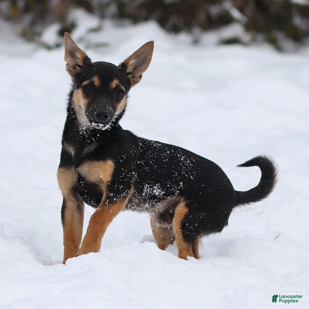 Chihuahua dogs for sale: Preston - Ad 4