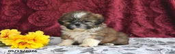 Shih Tzu dogs for sale: Sizzler - Ad 4