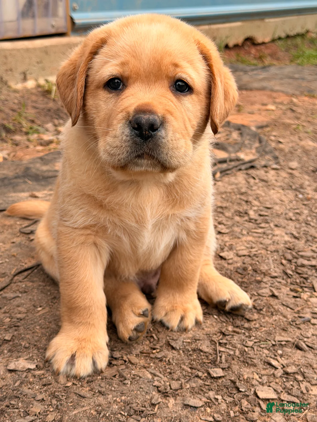 Labrador Retriever dogs for sale: Light Green Collar - Ad 1