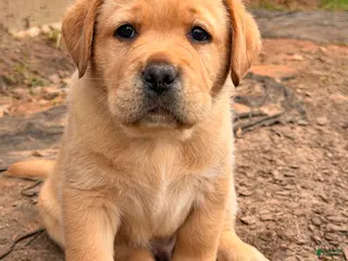 Labrador Retriever dogs for sale: Light Green Collar - Ad 3
