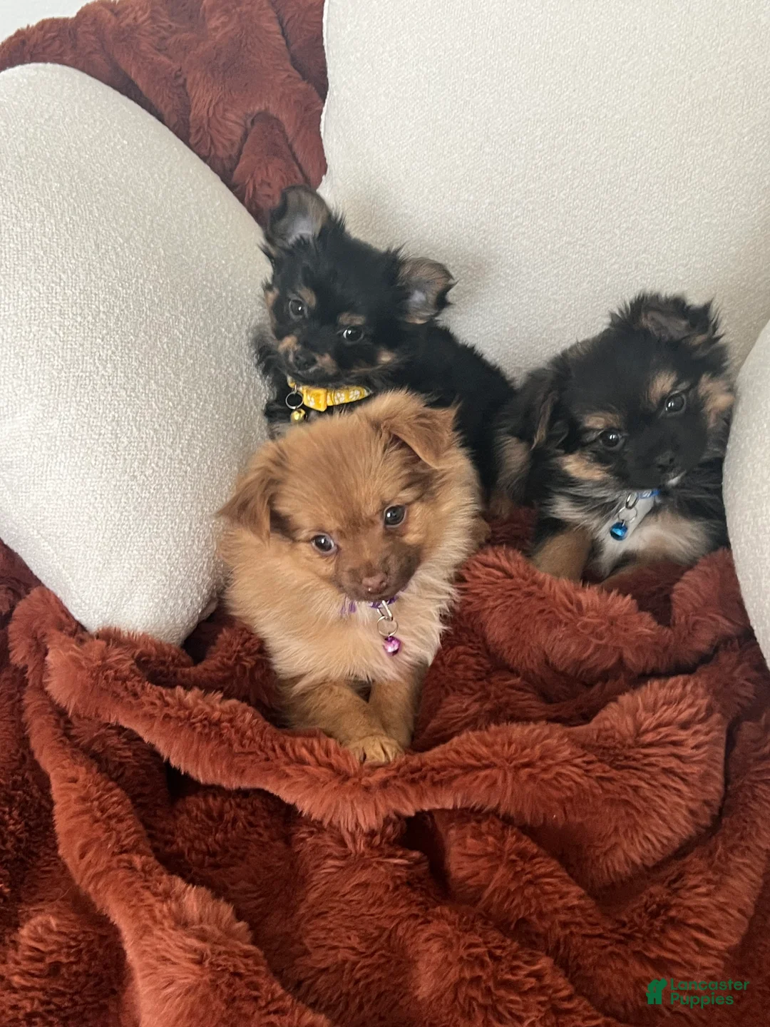 Mixed Breed dogs for sale: Mixed Breed Puppy 1 - Ad 3