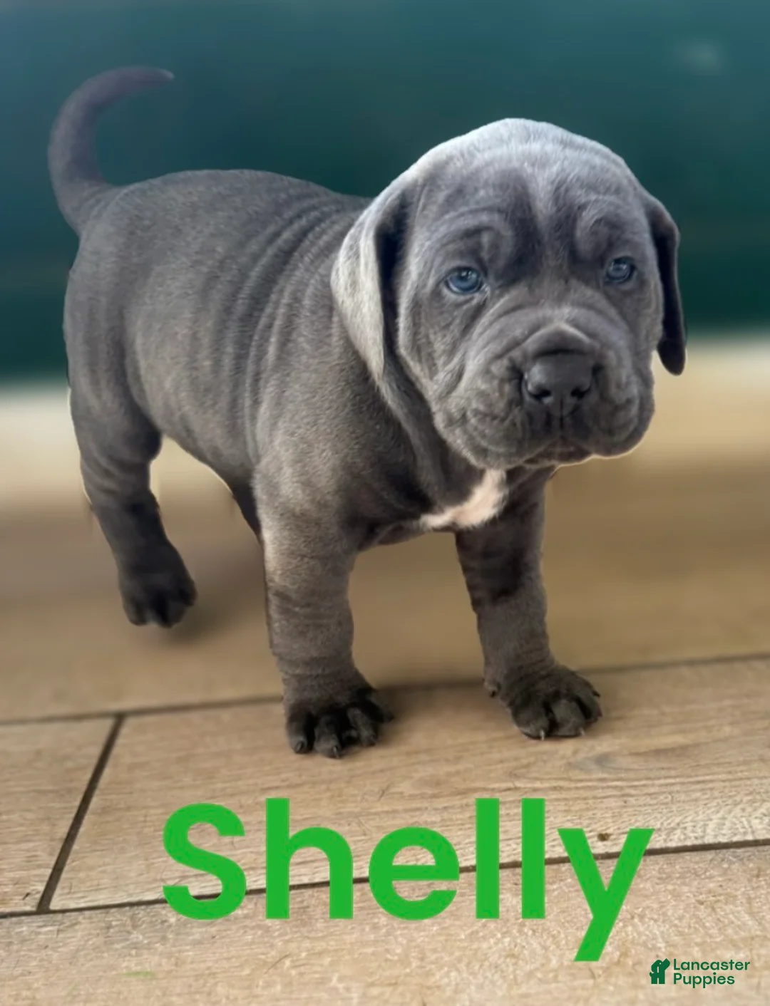 Cane Corso dogs for sale: Shelly - Ad 1