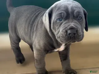 Cane Corso dogs Shelly - Ad 11