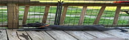 Cane Corso dogs for sale: Cane Corso 1 - Ad 2