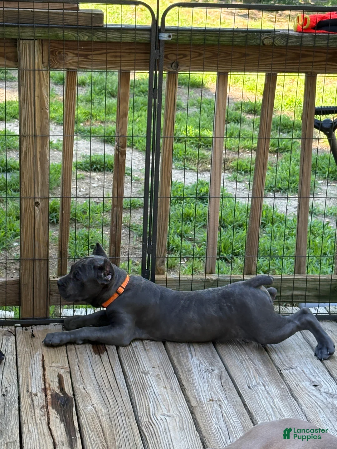 Cane Corso dogs for sale: Cane Corso 1 - Ad 2