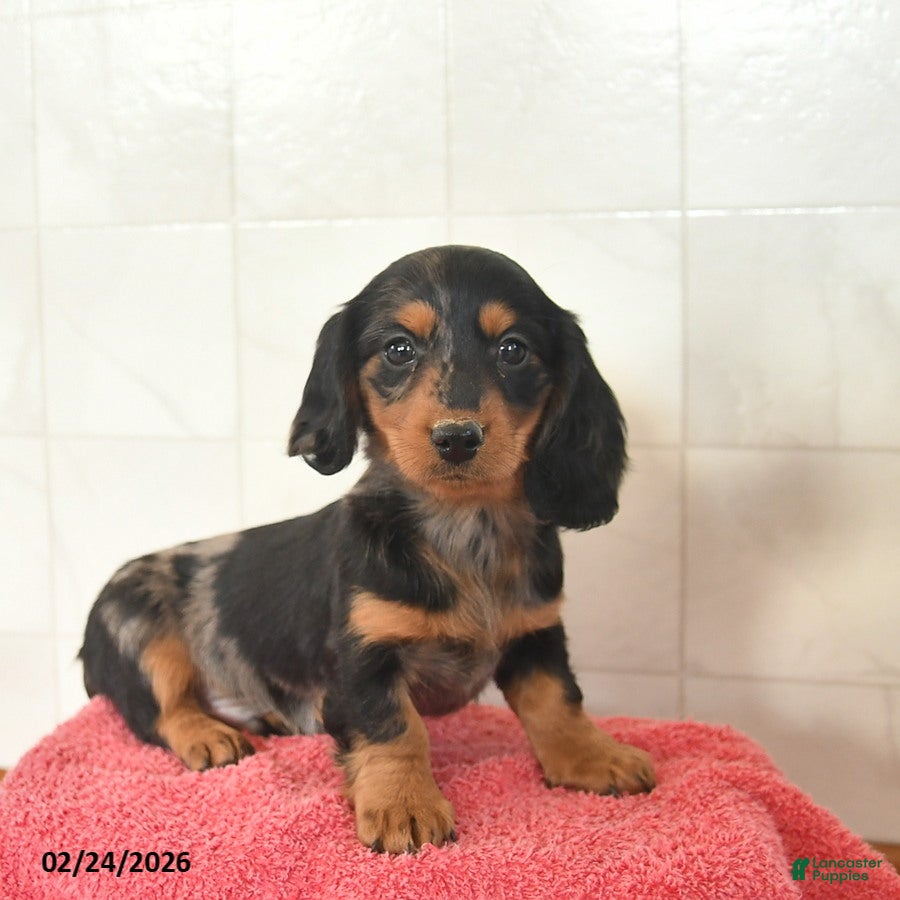 Miniature Dachshund dogs Finn  - Ad 1