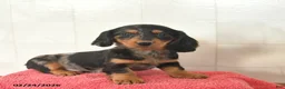 Miniature Dachshund dogs for sale: Finn  - Ad 1