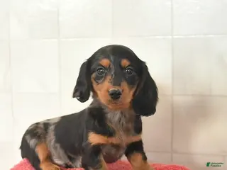 Miniature Dachshund dogs for sale: Finn - Ad 3