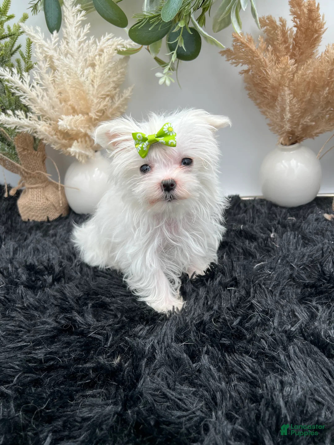 Maltese dogs for sale: AKC Tiny Minnie the Korean Maltese $3200 - Ad 2