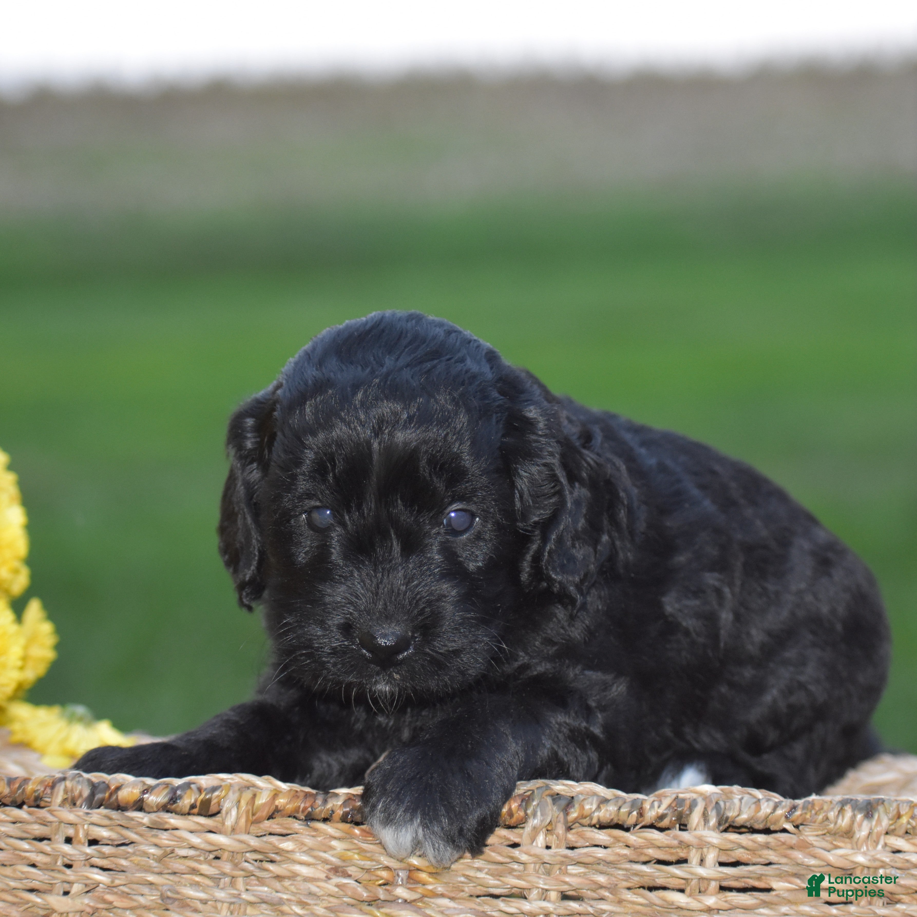 Mini Goldendoodle dogs Hyacinth - Ad 1