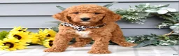 Standard Poodle dogs for sale: Raven - Ad 6