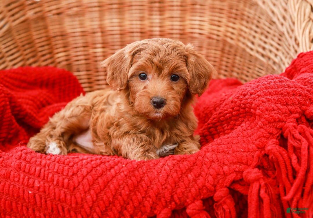 Havapoo dogs for sale: Bridgette - Ad 4