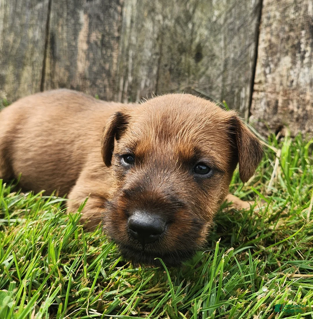 Irish Terrier dogs for sale: Rocco - Ad 2