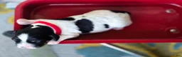 English Springer Spaniel dogs for sale: Liberty  - Ad 5