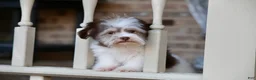 Havanese dogs for sale: Hope - Ad 9