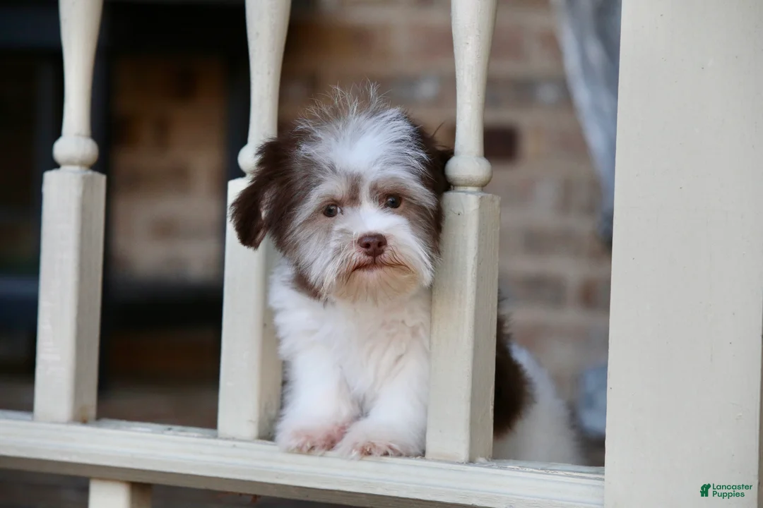 Havanese dogs for sale: Hope - Ad 9