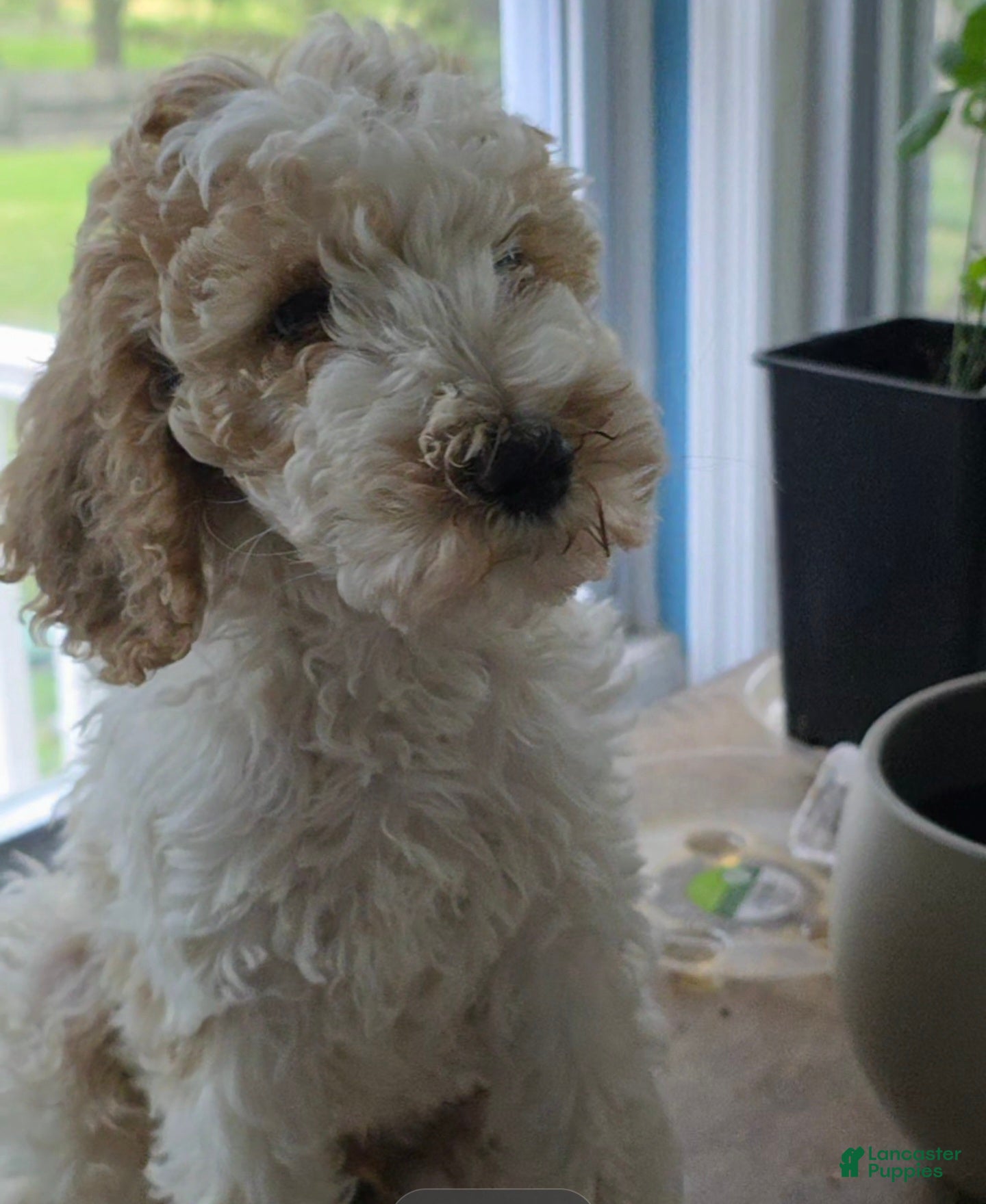 Goldendoodle dogs Prince - Ad 25