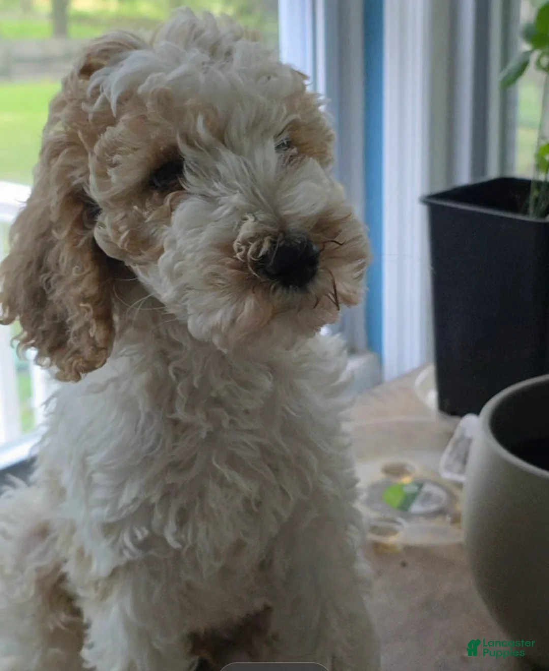 Goldendoodle dogs for sale: Prince - Ad 1