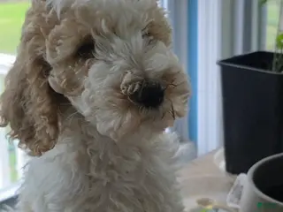 Goldendoodle dogs Prince - Ad 25