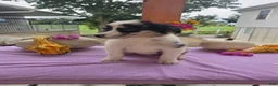 Australian Shepherd dogs for sale: Molly - Ad 4