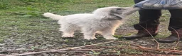 Great Pyrenees dogs for sale: Rosco  - Ad 5