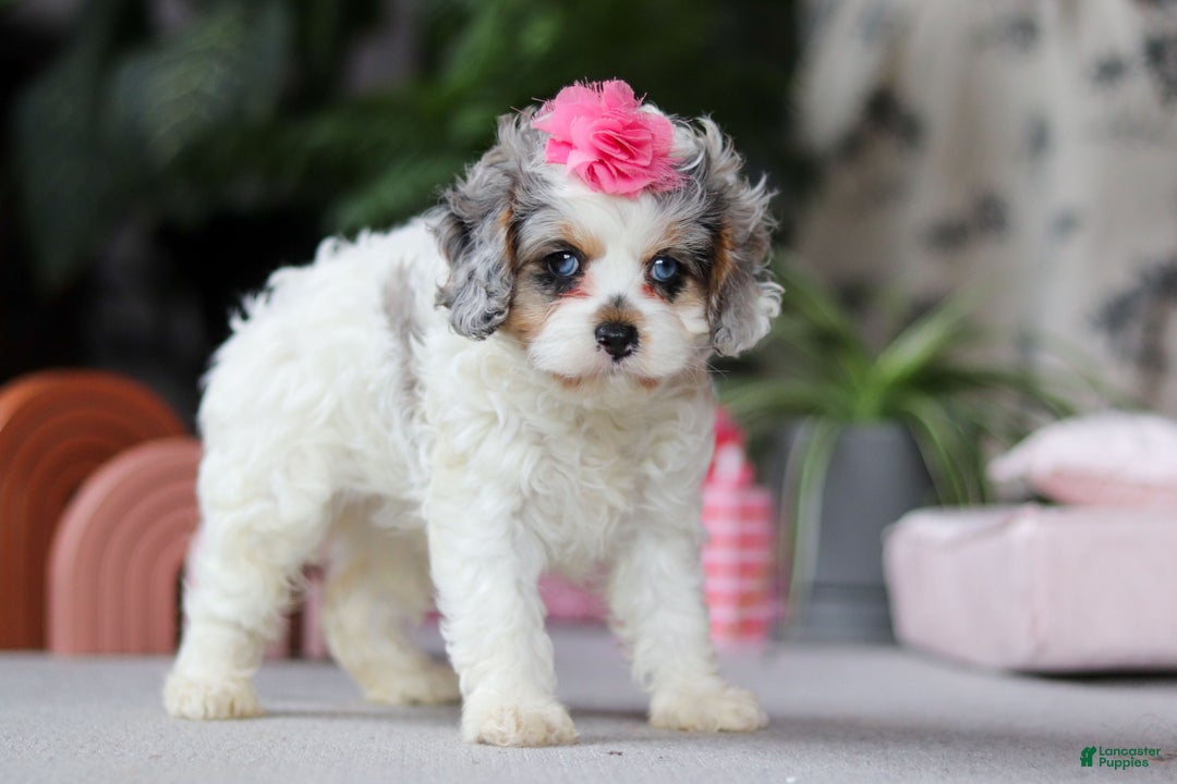 Cavapoo dogs for sale: Ayla - Ad 4