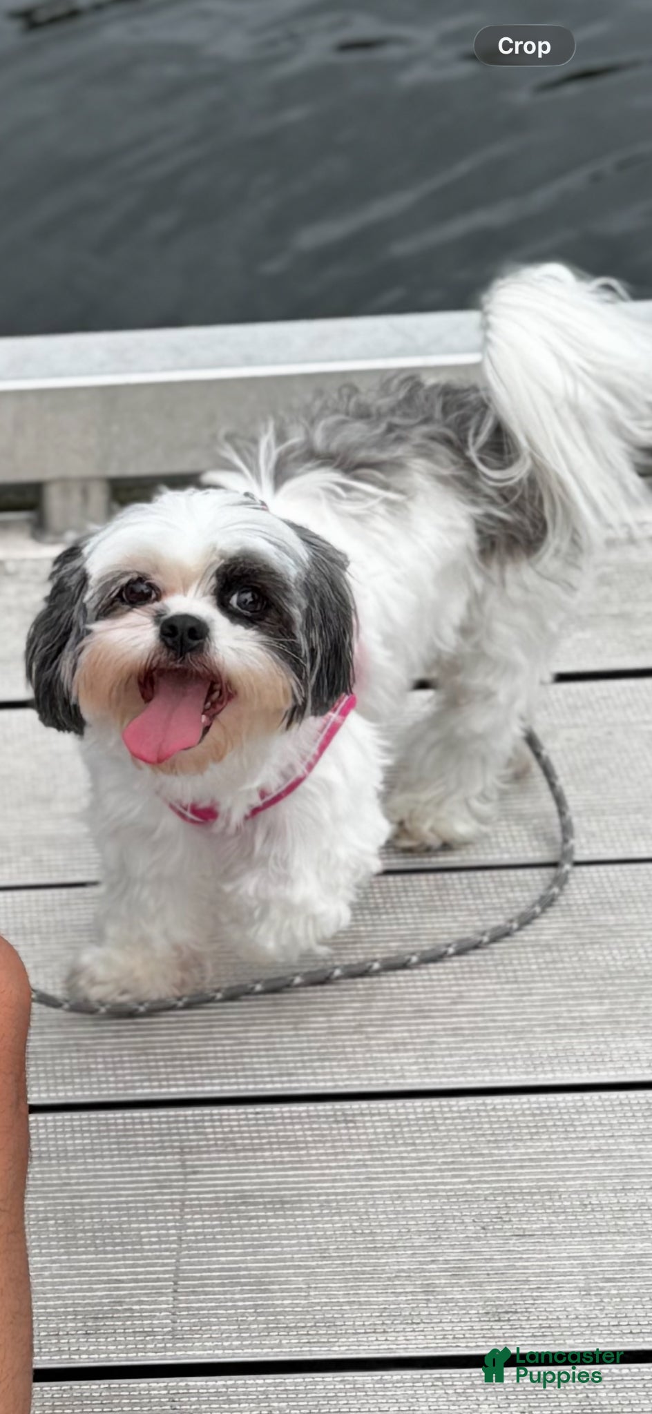 Shih Tzu dogs for sale: Shiro - Ad 7