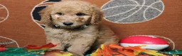 Goldendoodle dogs for sale: Meatball - Ad 8