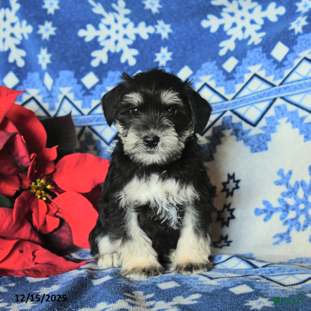 Miniature Schnauzer dogs for sale: Oscar - Ad 3